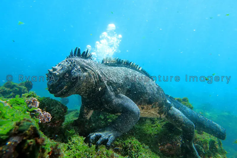 A marine iguana resting on algae-covered underwater rock.