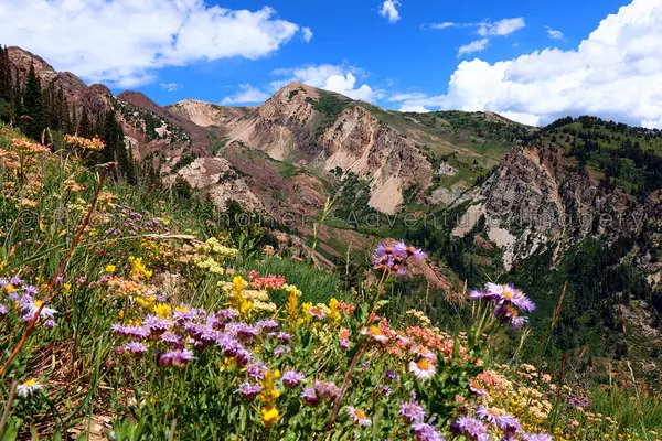 Wildflowers beneath layered mountain ridges in Utah.