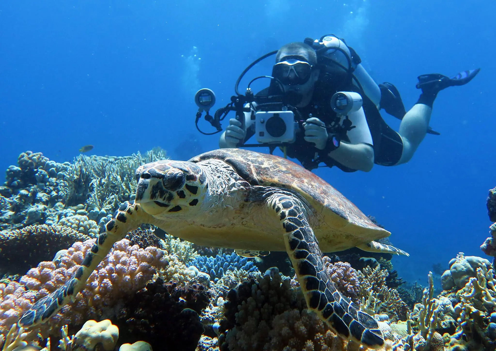 A beautiful hawksbill sea turtle - Red Sea, Egypt